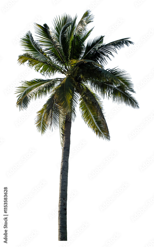 Obraz premium Coconut tree on transparent background with clipping path and alpha channel..