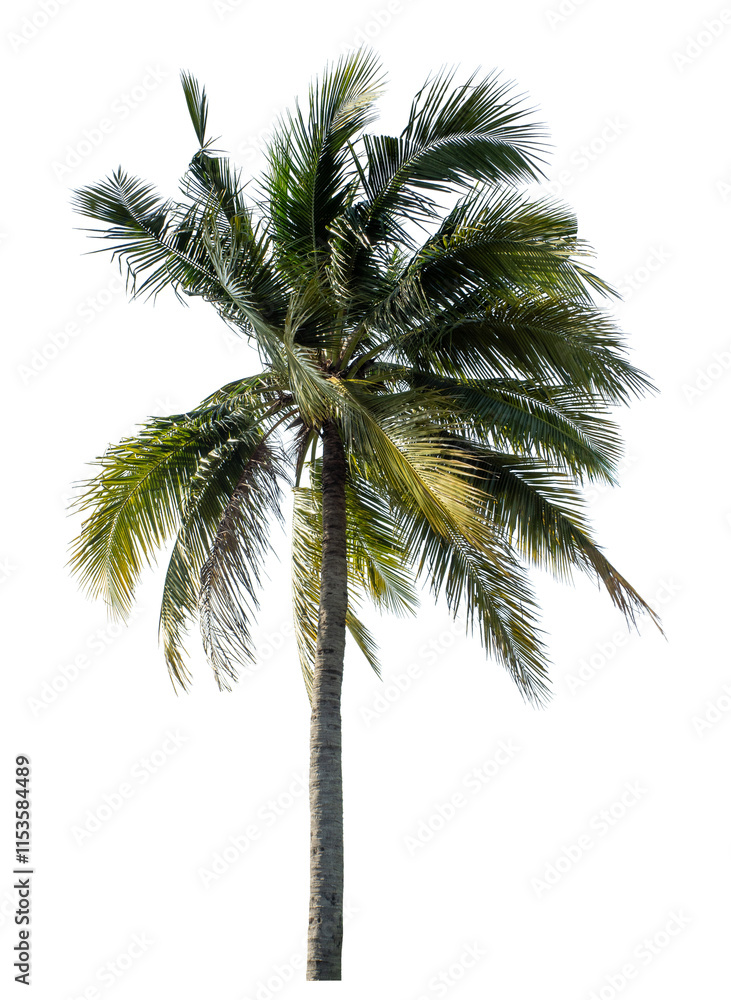 Fototapeta premium Coconut tree on transparent background with clipping path and alpha channel..