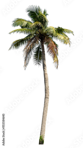 Coconut tree on transparent background with clipping path and alpha channel..