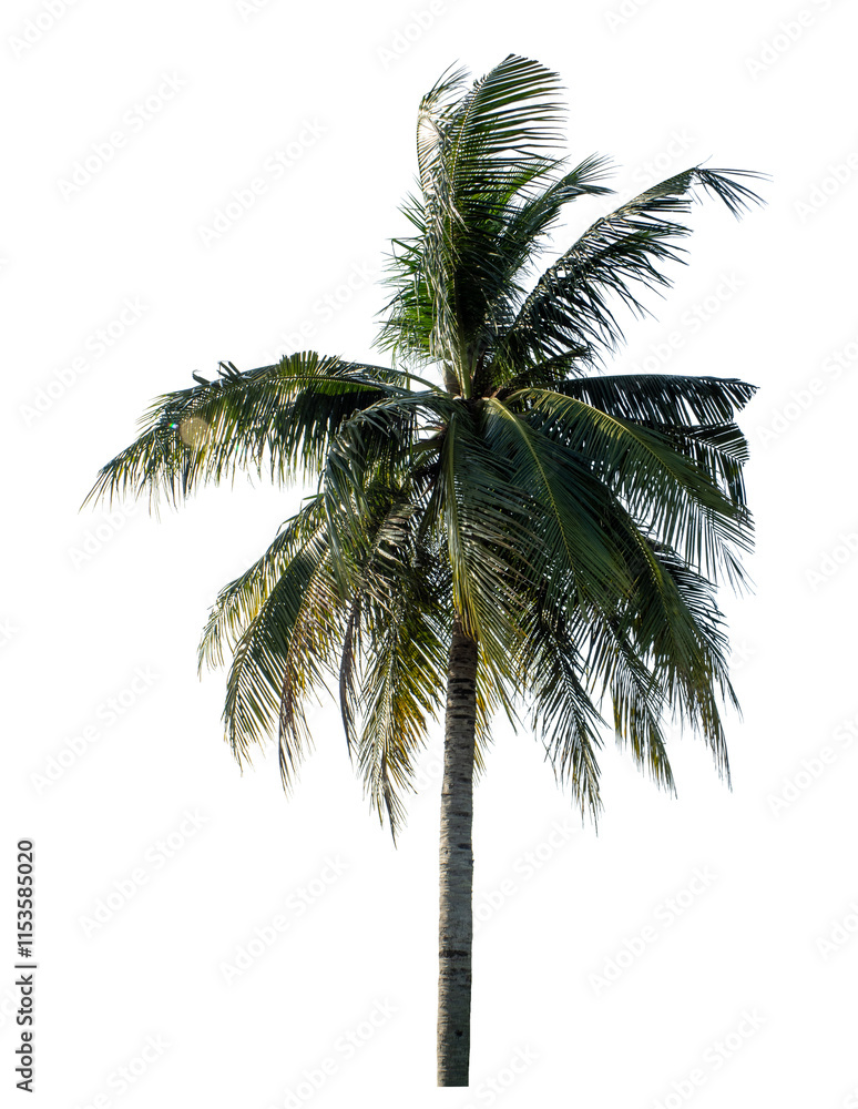 Coconut tree on transparent background with clipping path and alpha channel.. Coconut tree on transparent background with clipping path and alpha channel..