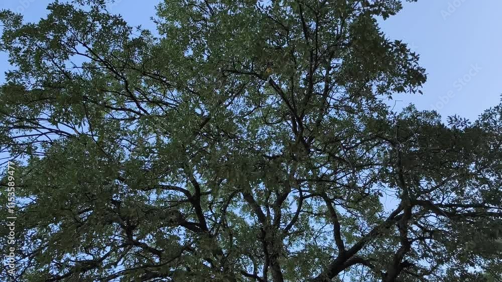 Green leaves of the large tree in a forest that is running out of light Green leaves of the large tree in a forest that is running out of light