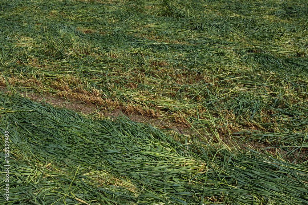 Freshly Cut Grass Field with Visible Track Lines in Rural Landscape. Rural life, agricultural practices, and the beginning stages of hay or silage production. High quality photography Freshly Cut Grass Field with Visible Track Lines in Rural Landscape. Rural life, agricultural practices, and the beginning stages of hay or silage production. High quality photography