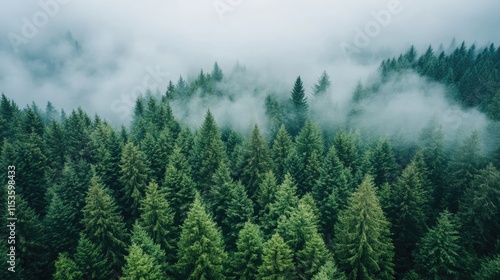 Lush Green Forest with Misty Fog Covering Dense Tree Canopy