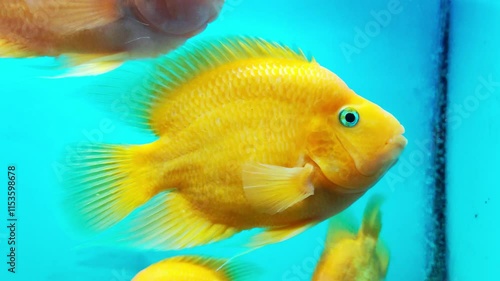 Cichlasoma severum is a colorful cichlid native to South America. Large orange-yellow fish in an aquarium, close-up photo