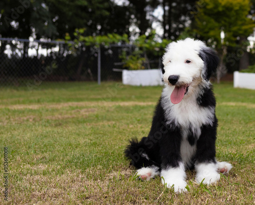 Obraz na płótnie Sheepadoodle pupply sitting on a lawn w salonie