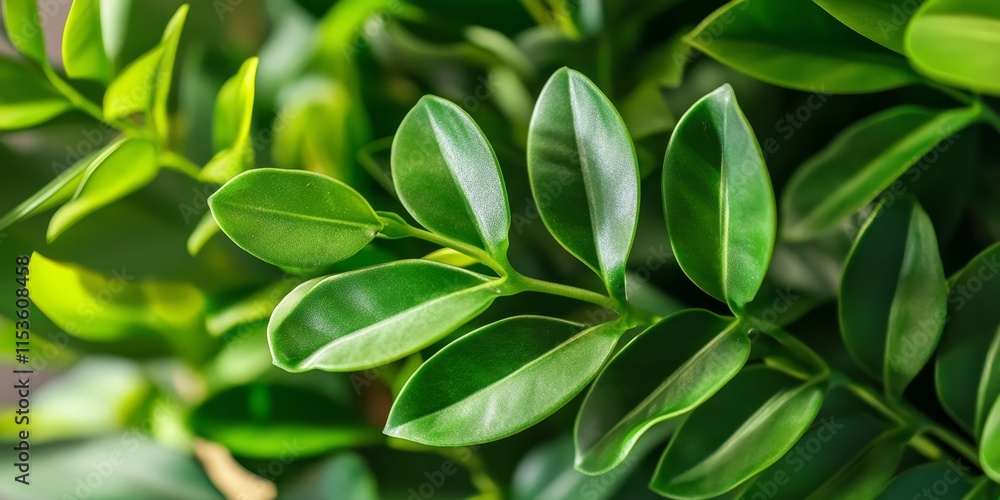 Fototapeta premium Close up image showcasing the vibrant green leaves and stems of the ZZ plant, emphasizing the unique texture and beauty of the ZZ plant in a potted setting. Perfect for plant enthusiasts.