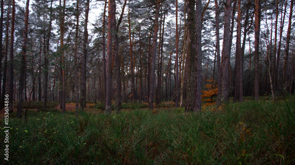 Fototapeta premium morning in the forest