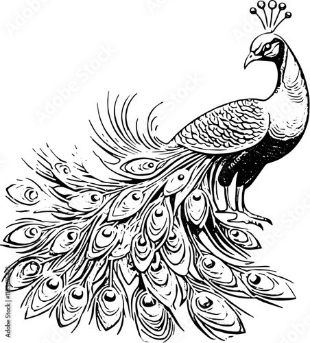 peacock illustration