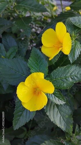 Turnera ulmifolia, Yellow flower in the garden, Yellow flowers with green leaf background.