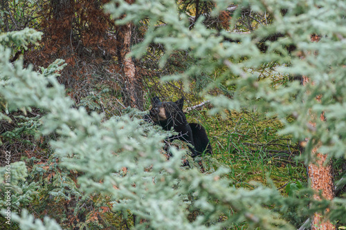 Large black bear living and foraging in autumn forest
