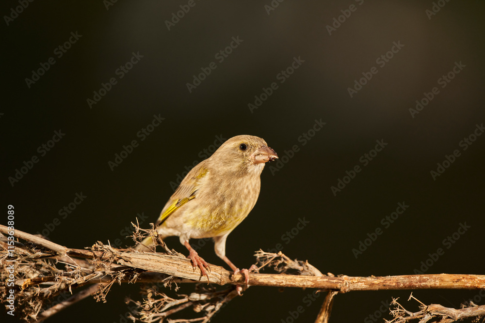 verderón europeo o verderón común (Chloris chloris) posado en un tronco verderón europeo o verderón común (Chloris chloris) posado en un tronco