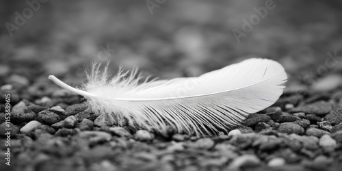 White feather resting on a pebble road, showcasing the delicate details of a small bird s feather. This natural scene features a white feather and offers free space for creative use in black and white photo