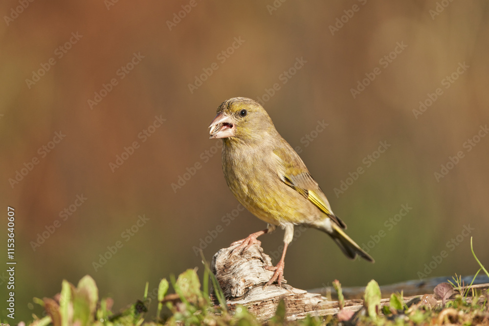 verderón europeo o verderón común (Chloris chloris) posado en un tronco verderón europeo o verderón común (Chloris chloris) posado en un tronco