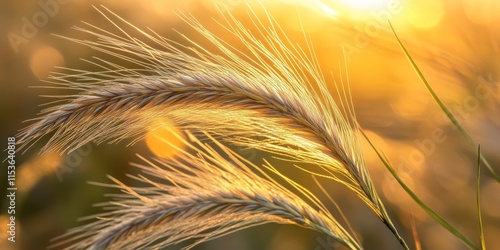 Close up of a plant known as Hordeum murinum, beautifully illuminated by sunlight during sunset, showcasing the intricate details and colors of Hordeum murinum in a stunning natural setting. photo