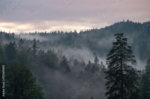 Wald im Nebel photo