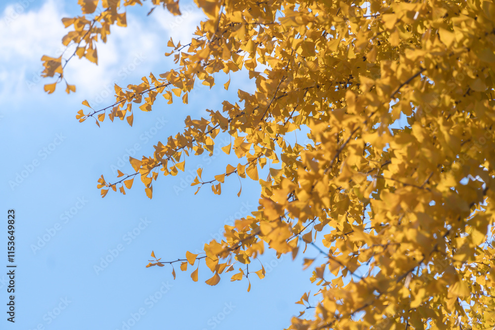 Ginkgo tree limb with yellow leaves in autumn against blue sky. Copy space. Ginkgo tree limb with yellow leaves in autumn against blue sky. Copy space.