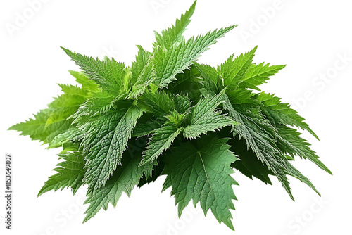 Nettle, isolated on a clean white background, highlighting its detailed leaves and natural texture  photo