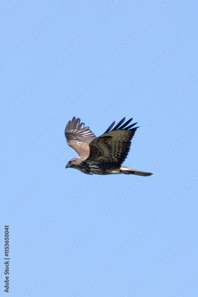 Fototapeta premium Common Buzzard (Buteo buteo), spotted over Baldoyle Racecourse, Dublin; common in Europe