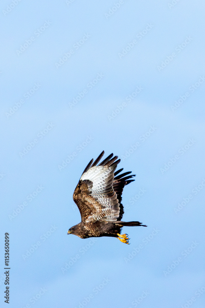 Obraz premium Common Buzzard (Buteo buteo), spotted over Baldoyle Racecourse, Dublin; common in Europe
