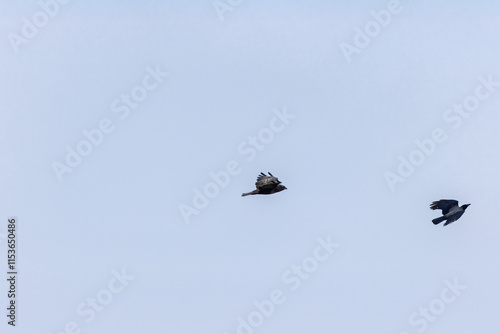 Common Buzzard (Buteo buteo), spotted over Baldoyle Racecourse, Dublin; common in Europe photo