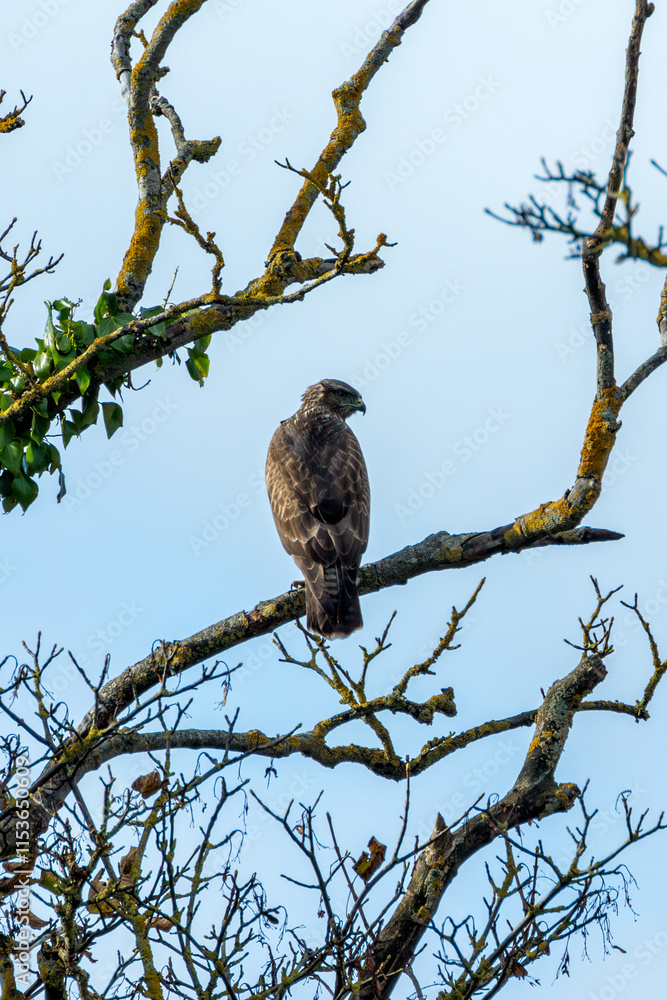 Common Buzzard (Buteo buteo), spotted over Baldoyle Racecourse, Dublin; common in Europe Common Buzzard (Buteo buteo), spotted over Baldoyle Racecourse, Dublin; common in Europe