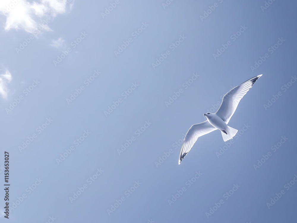 Seagull in flight against a clear blue sky. Seagull in flight against a clear blue sky.