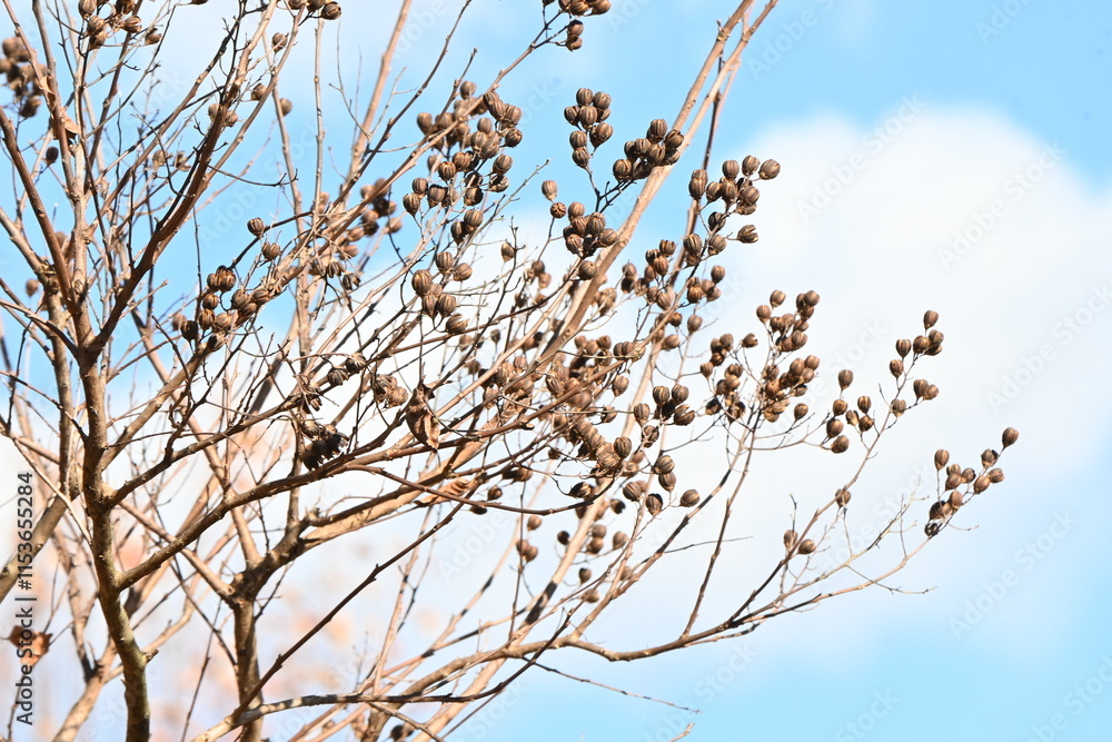 Crepe myrtle (Lagerstroemia indica) Autumn leaves and fruit (capsule). Lythraceae deciduous flowering tree. The ripe capsule is divided into six parts and the winged seeds are dispersed by the wind. Crepe myrtle (Lagerstroemia indica) Autumn leaves and fruit (capsule). Lythraceae deciduous flowering tree. The ripe capsule is divided into six parts and the winged seeds are dispersed by the wind.