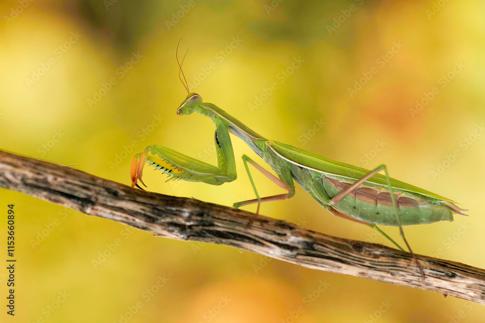 Europäische Gottesanbeterin (Mantis religiosa) Europäische Gottesanbeterin (Mantis religiosa)