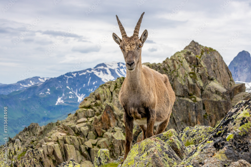 Mountain goat ibex in the Alps mountains in the wild nature. Horned wild animal in the alpine environment. Ibex male and female on the green alpine meadow in summer Mountain goat ibex in the Alps mountains in the wild nature. Horned wild animal in the alpine environment. Ibex male and female on the green alpine meadow in summer