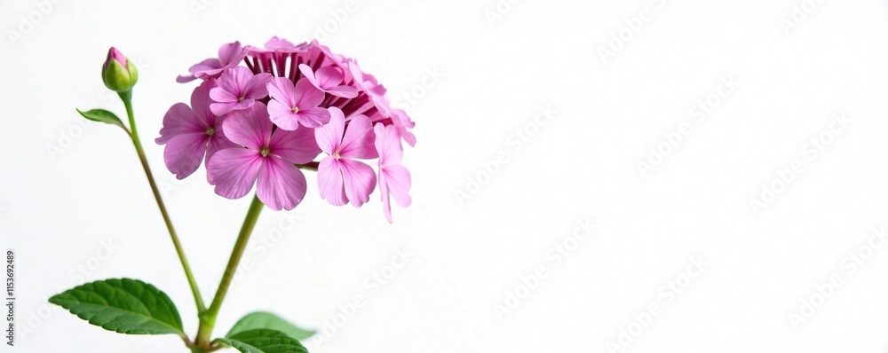 Naklejka premium Full Valerian flower in bloom against a white background, blossoms, blossom, stem
