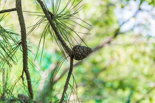 Pine cones near the Badaling Great Wall in Beijing photo