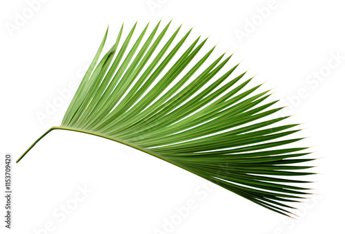 Plant leaf tree freshness.