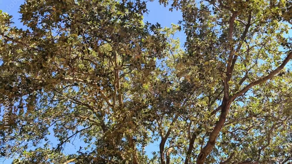 Tree with lots of light whose leaves move Tree with lots of light whose leaves move