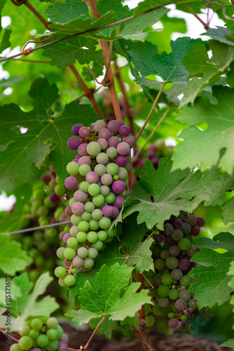 Wallpaper Mural Concord Grapes growing on a vine in a garden. Several beautiful concord grapes hanging on a grape vine Torontodigital.ca