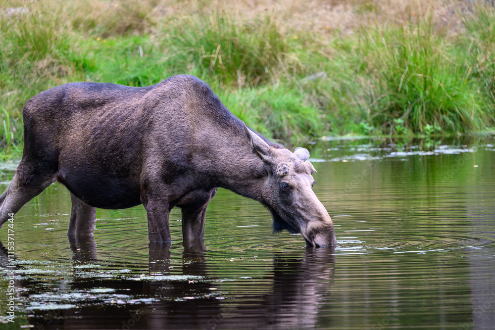 Fototapeta premium Elch beim trinken