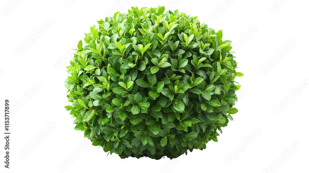 Fototapeta premium green ball isolated on white background