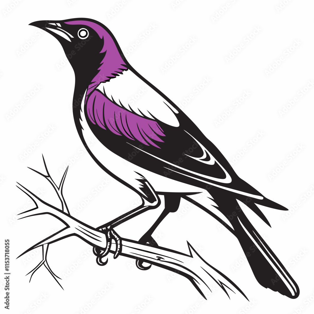Obraz premium Violet-backed Starling vector silhouette black design white background