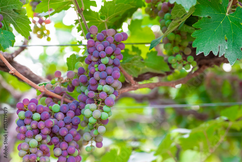Wallpaper Mural Concord Grapes growing on a vine in a garden. Several beautiful concord grapes hanging on a grape vine Torontodigital.ca