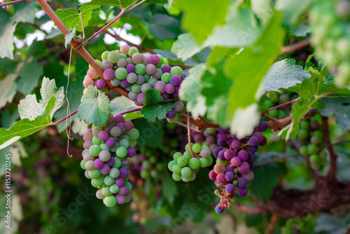Wallpaper Mural Concord Grapes growing on a vine in a garden. Several beautiful concord grapes hanging on a grape vine Torontodigital.ca