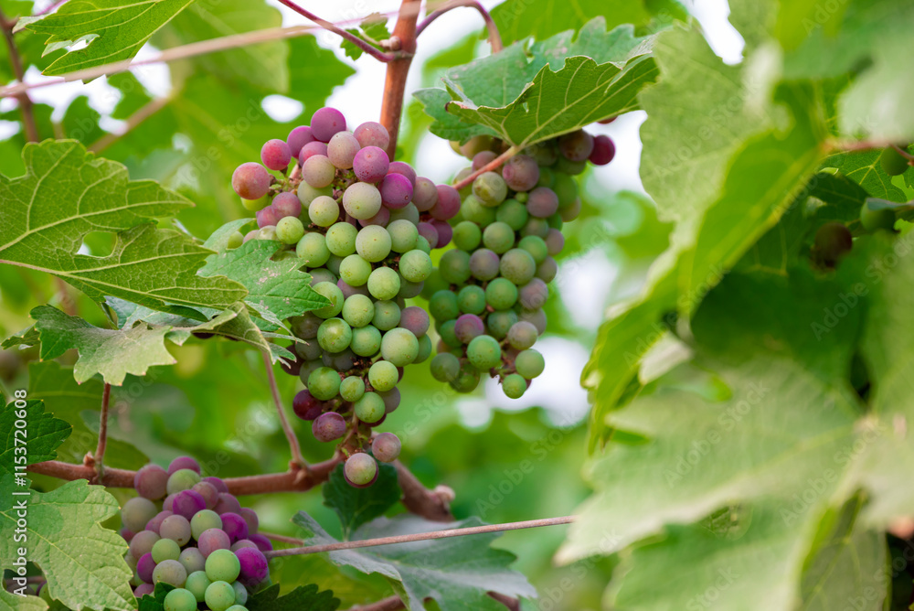 Concord Grapes growing on a vine in a garden. Several beautiful concord grapes hanging on a grape vine Concord Grapes growing on a vine in a garden. Several beautiful concord grapes hanging on a grape vine