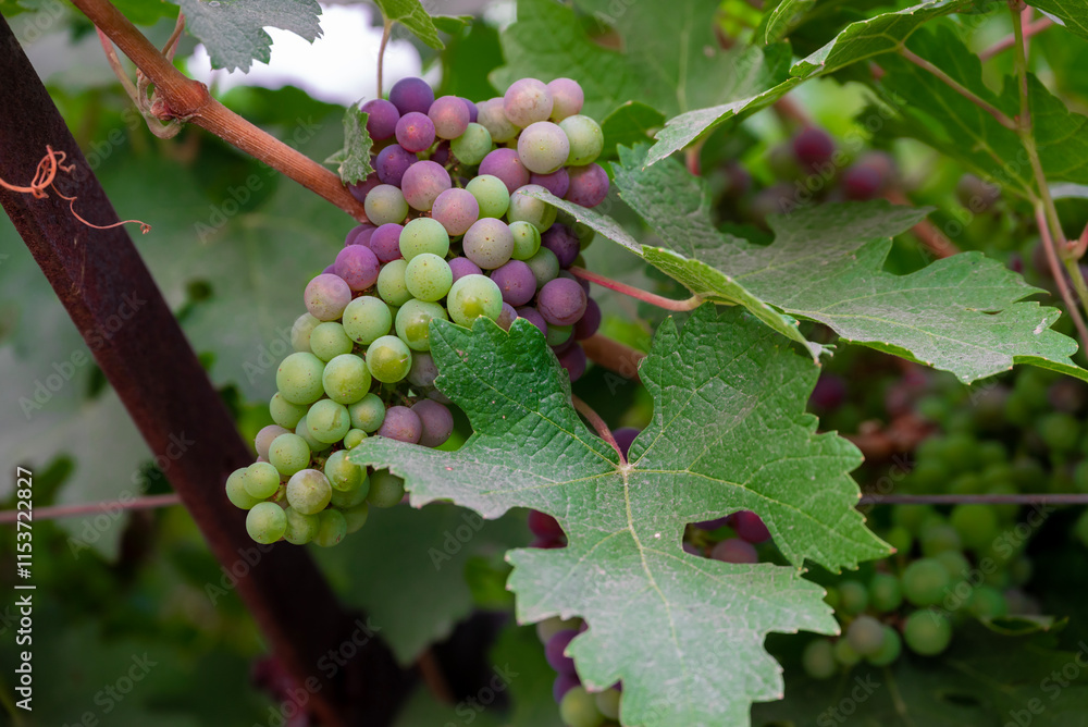 Concord Grapes growing on a vine in a garden. Several beautiful concord grapes hanging on a grape vine Concord Grapes growing on a vine in a garden. Several beautiful concord grapes hanging on a grape vine