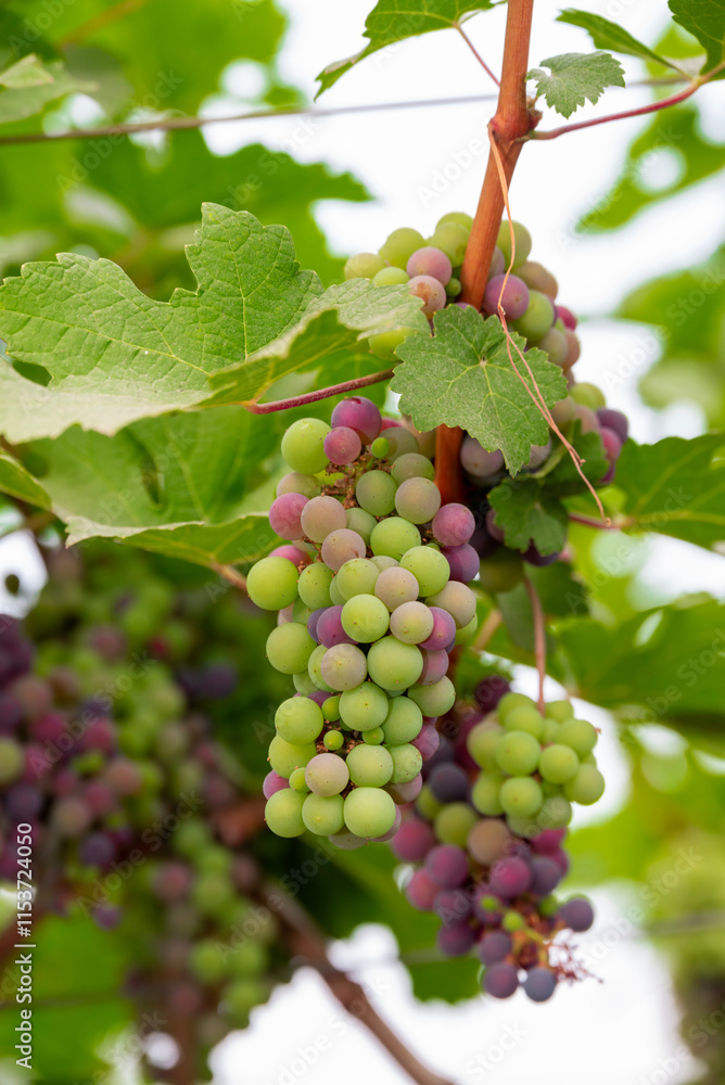 Concord Grapes growing on a vine in a garden. Several beautiful concord grapes hanging on a grape vine Concord Grapes growing on a vine in a garden. Several beautiful concord grapes hanging on a grape vine