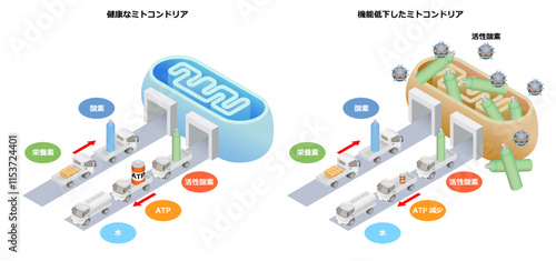 健康なミトコンドリア