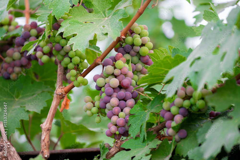Concord Grapes growing on a vine in a garden. Several beautiful concord grapes hanging on a grape vine Concord Grapes growing on a vine in a garden. Several beautiful concord grapes hanging on a grape vine