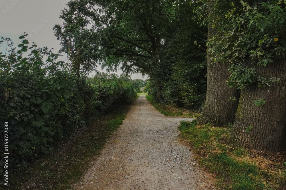 A quiet street in the countryside, surrounded by trees and greenery A quiet street in the countryside, surrounded by trees and greenery