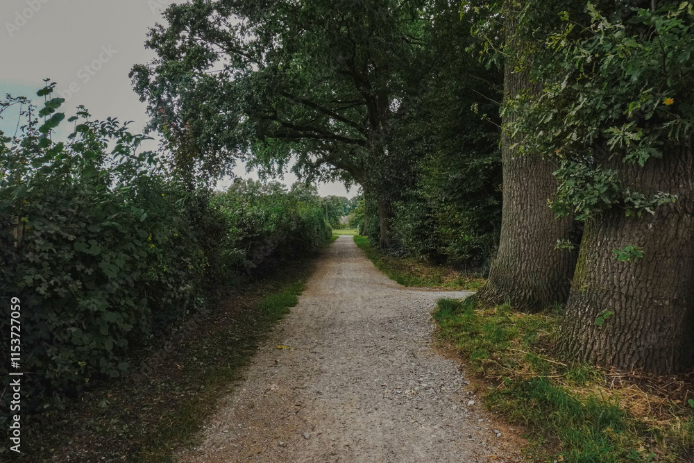 A quiet street in the countryside, surrounded by trees and greenery A quiet street in the countryside, surrounded by trees and greenery