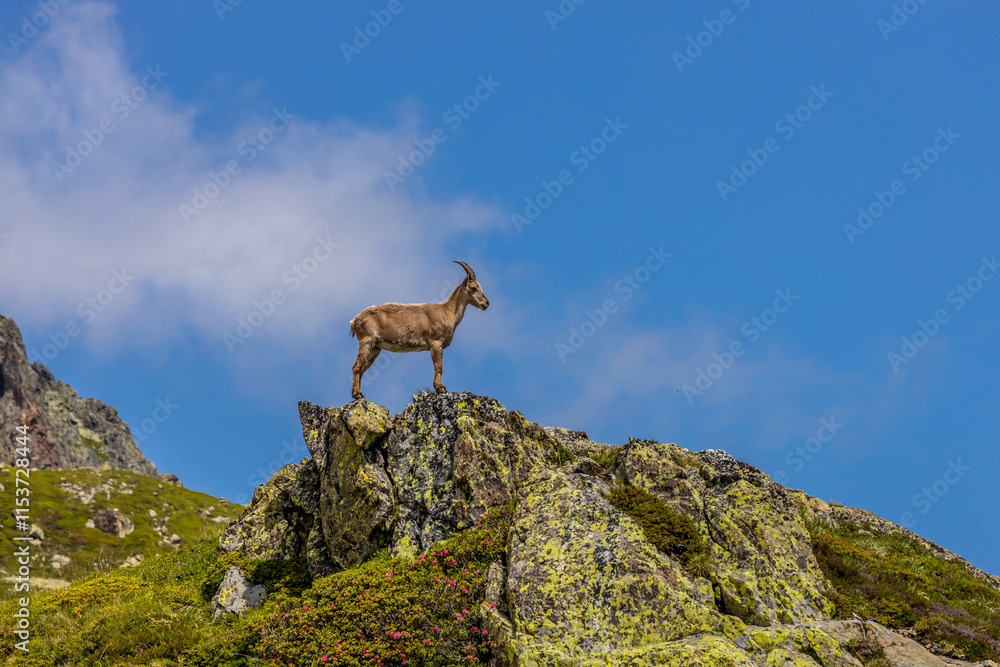 Mountain goat ibex in the Alps mountains in the wild nature. Horned wild animal in the alpine environment. Ibex male and female on the green alpine meadow in summer Mountain goat ibex in the Alps mountains in the wild nature. Horned wild animal in the alpine environment. Ibex male and female on the green alpine meadow in summer