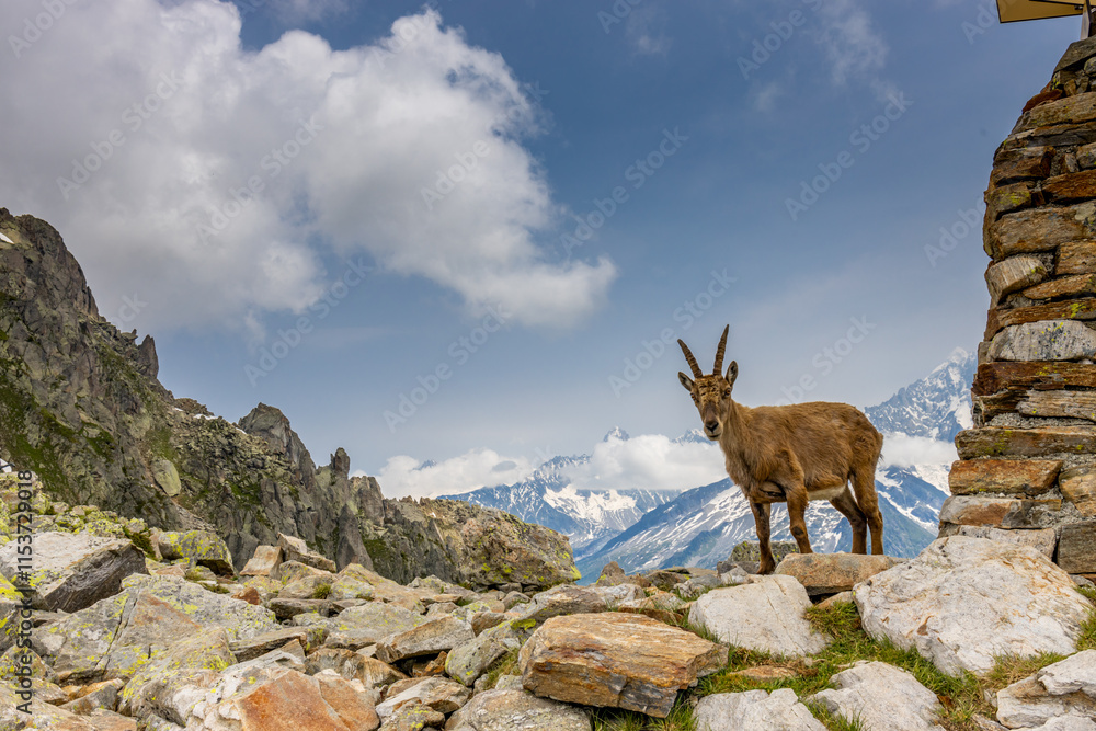 Mountain goat ibex in the Alps mountains in the wild nature. Horned wild animal in the alpine environment. Ibex male and female on the green alpine meadow in summer Mountain goat ibex in the Alps mountains in the wild nature. Horned wild animal in the alpine environment. Ibex male and female on the green alpine meadow in summer