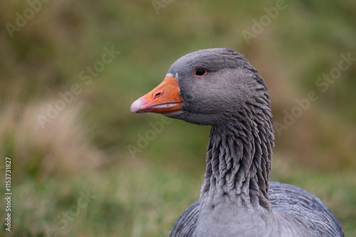 Wallpaper Mural Faroese Goose, Faroe Islands Torontodigital.ca