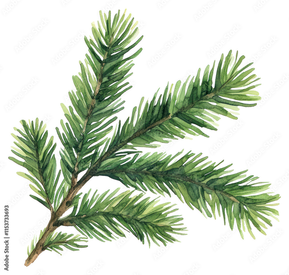 PNG Pine leaves illustration watercolor tree. PNG Pine leaves illustration watercolor tree.